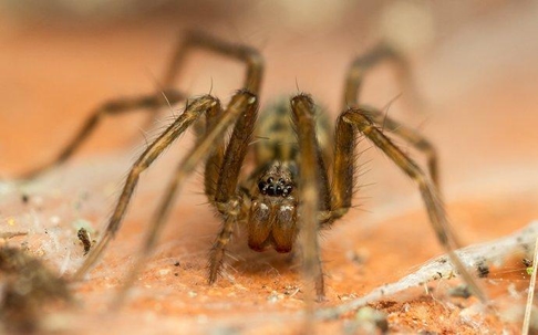 house spider crawling in a basement
