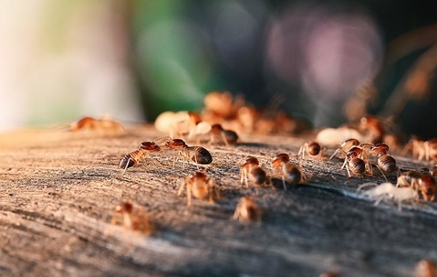 close up of a termite infestation