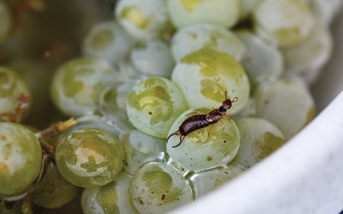 an earwig in a bowl of grapes
