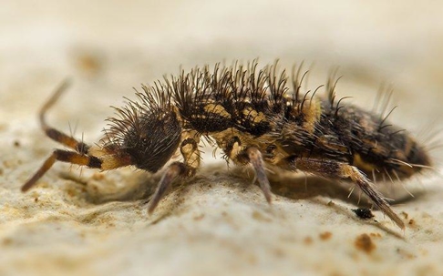 a springtail crawling on the ground