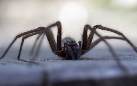 spider up close