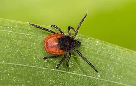Tick on a Aiken leaf
