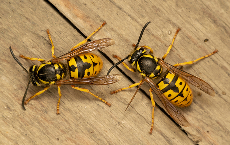 The Secret To Keeping Yellow Jackets Away From Your Aiken Lawn