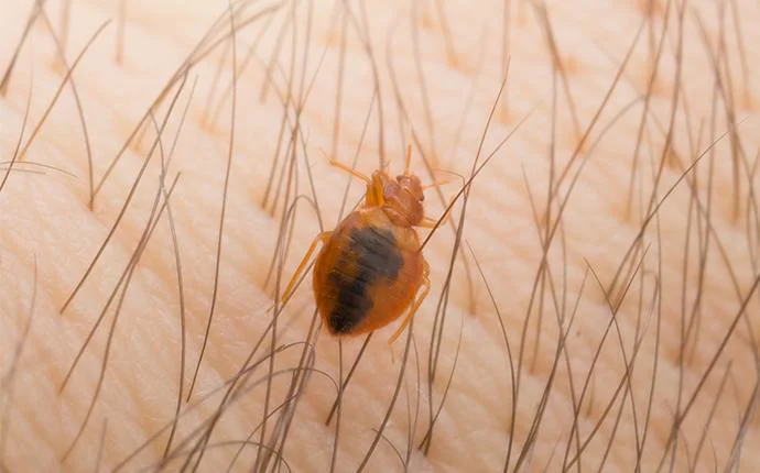 Bed Bugs