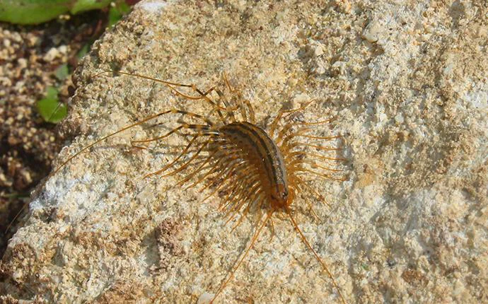 Centipedes