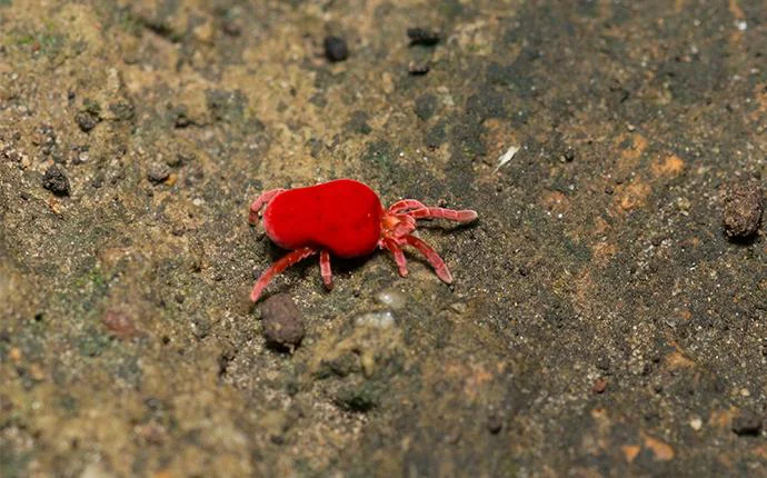 Clover Mites