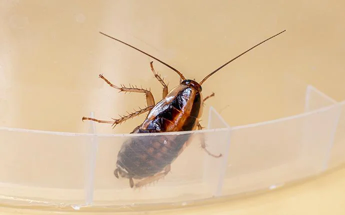 Cockroaches