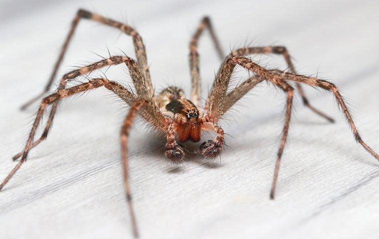 spider
