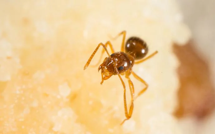 Crazy Ants