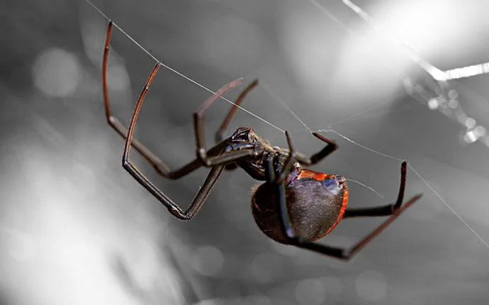 Dangerous Spiders