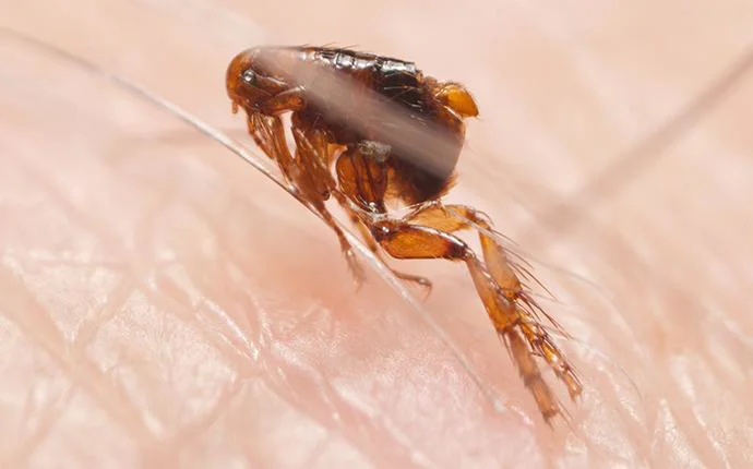 Fleas