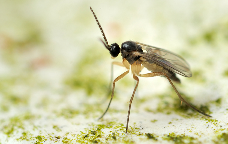 Fungus Gnat Identification FAQS About Fungus Gnats