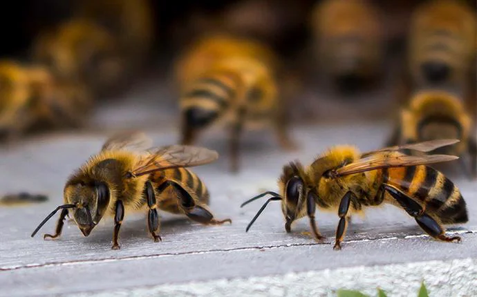 Honey Bees