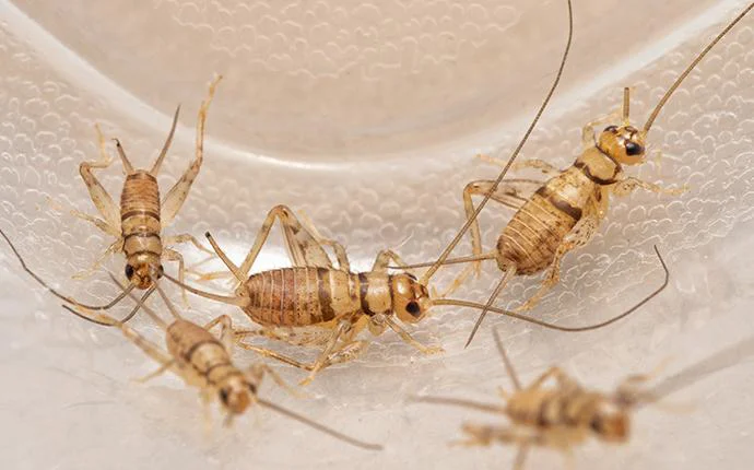 House Crickets