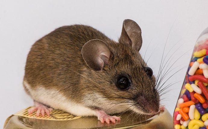 house mouse