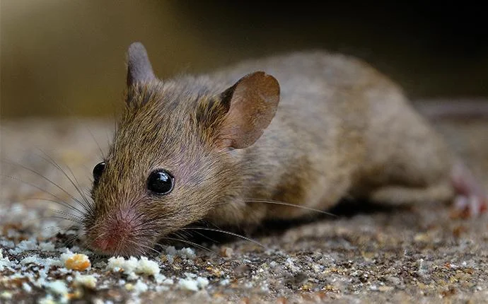House Mice