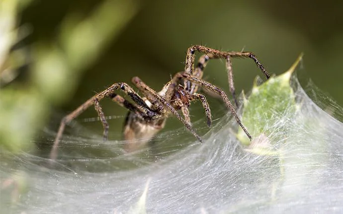 House Spiders