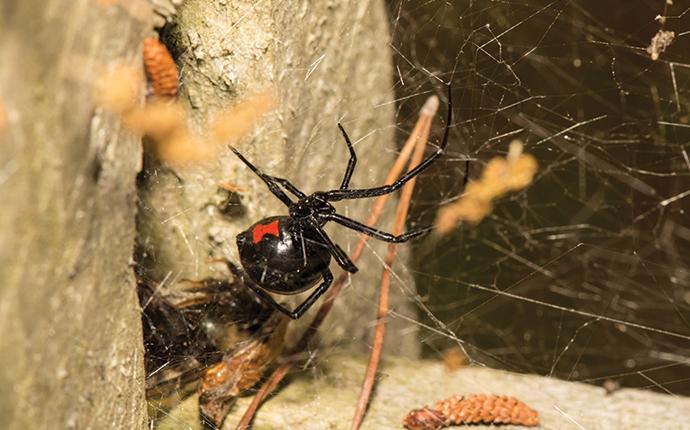 Blog - Why Aiken Residents Still Need To Worry About Pest Control ...