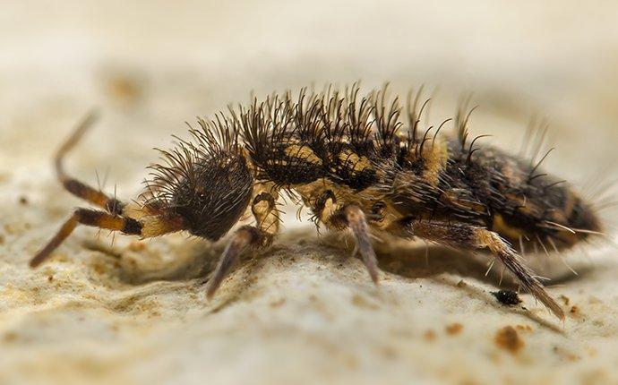 Blog - Why Are There Springtails In My Aiken Home?