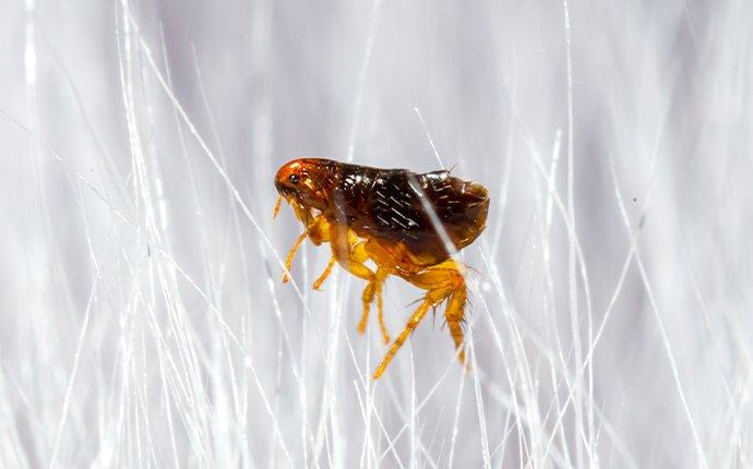 Blog - What Happens To Fleas In The Winter?