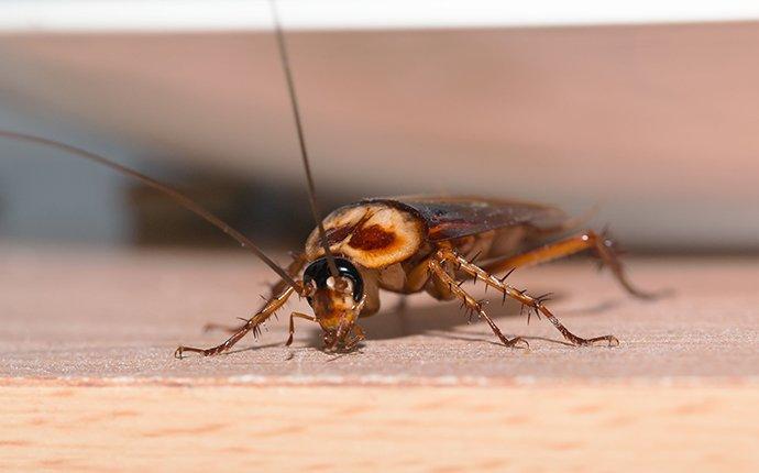 Blog - Why Cockroaches Are A Year-Round Concern In South Carolina