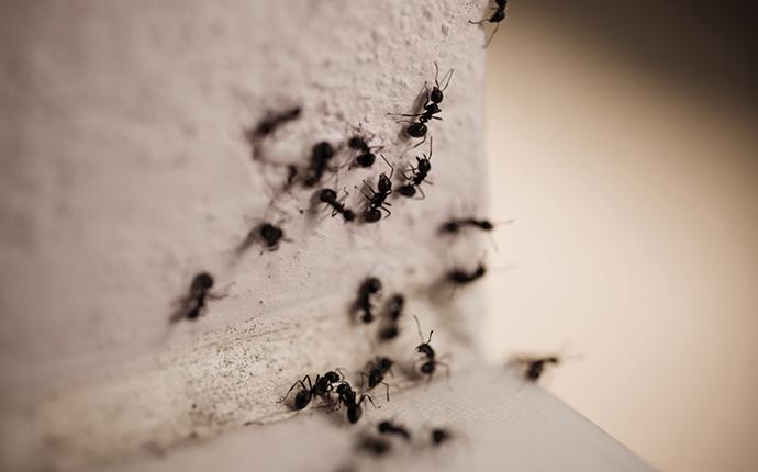 Blog - Is There Anything I Can Do To Minimize Carpenter Ant Risk In ...