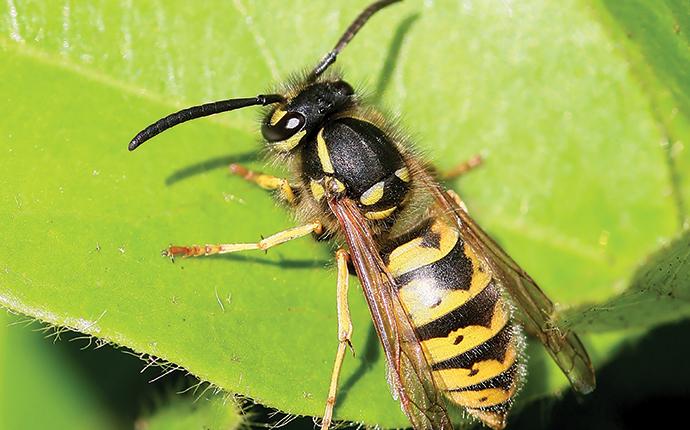 Blog - Why Are Stinging Insects So Aggressive During The Fall Months?