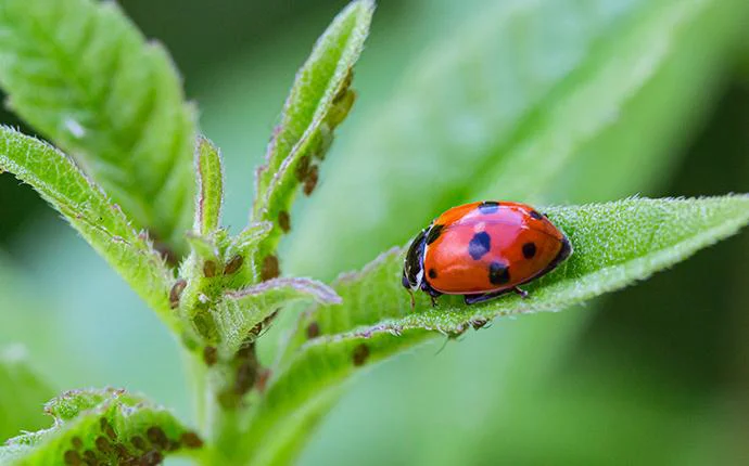 Ladybugs