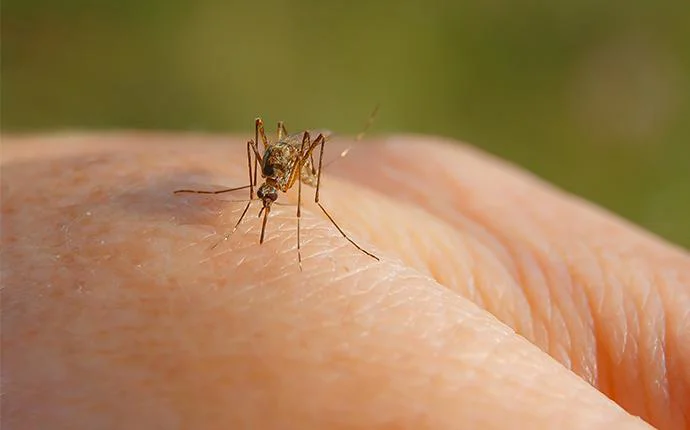 Mosquitoes
