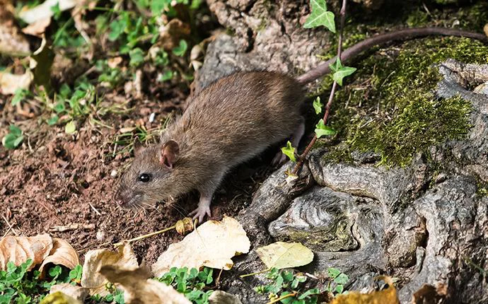 Norway Rats