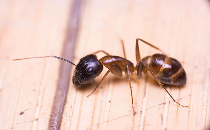 Odorous House Ants
