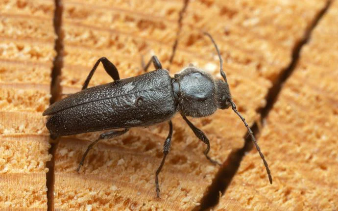 Old House Borers