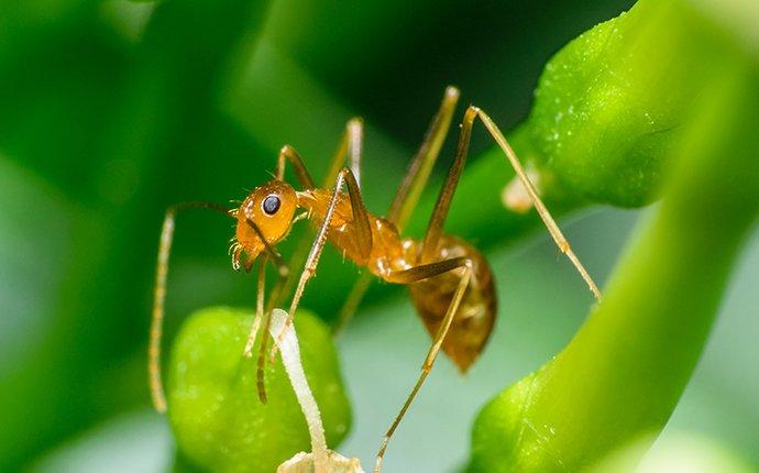 pharaoh ant on stem