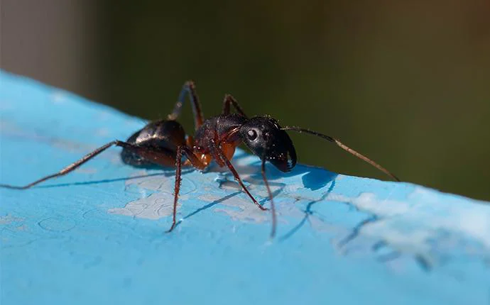 Pharaoh Ants