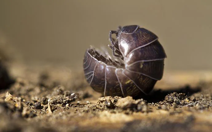 Pill Bugs