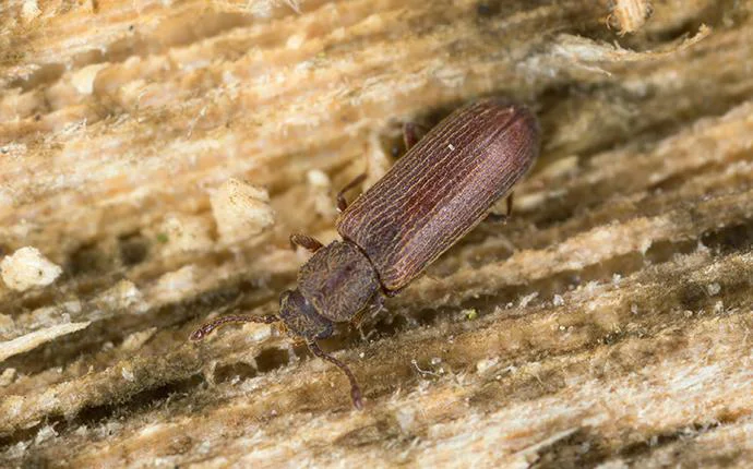 Powderpost Beetles