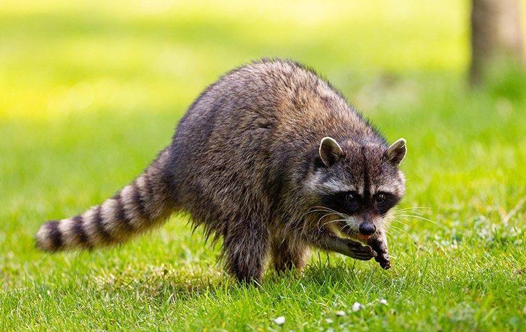 raccoon in grass
