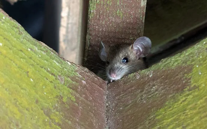 Roof Rats