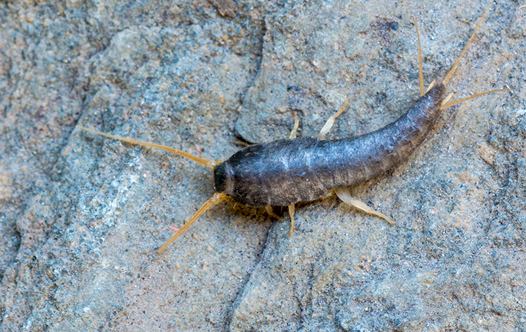 How To Identify Silverfish