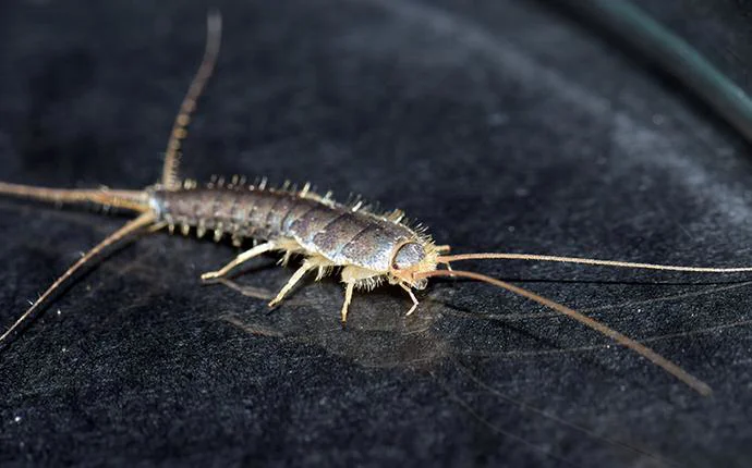 Silverfish