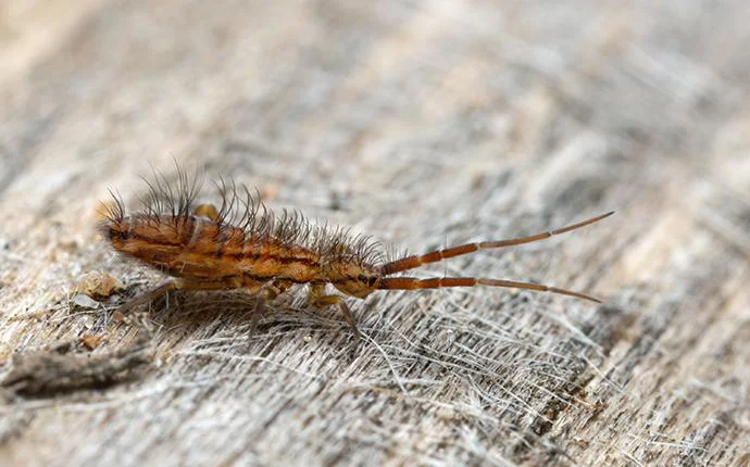 Springtail