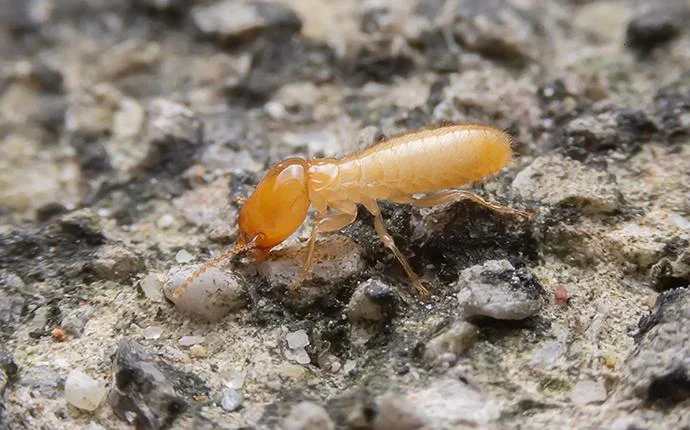 Termites