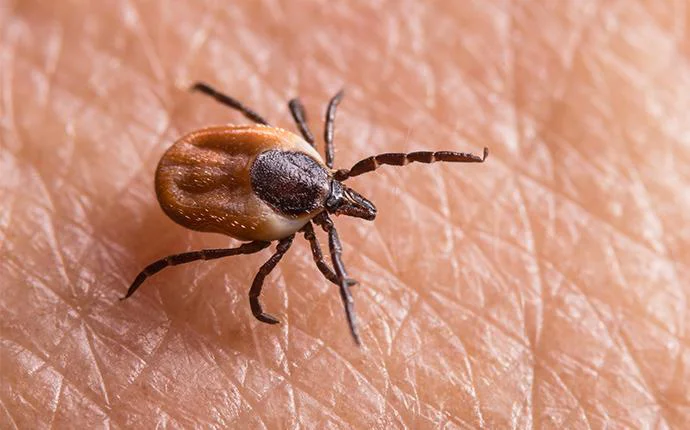 Ticks