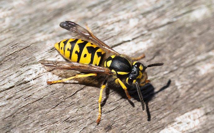 The Secret To Keeping Yellow Jackets Away From Your Aiken Lawn