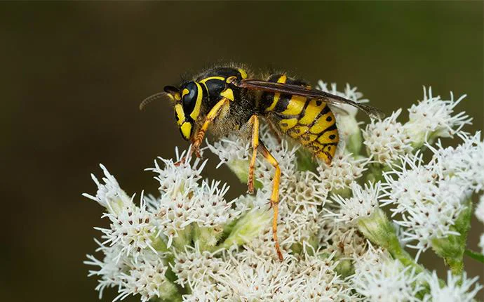 Yellow Jackets